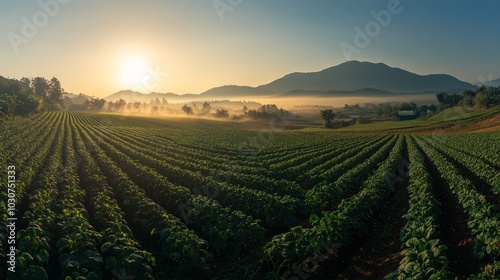 Sun rises over a field of crops with mist in the distance and mountains in the background.