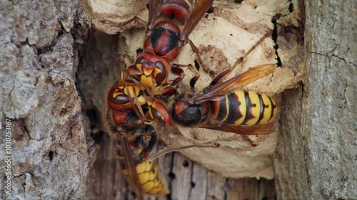 European hornet (Vespa crabro) feeding trophallaxis photo