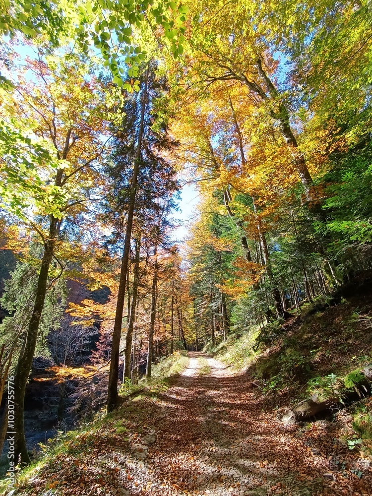 Fall landscape in forest, mountain road covered with leaves Fall landscape in forest, mountain road covered with leaves