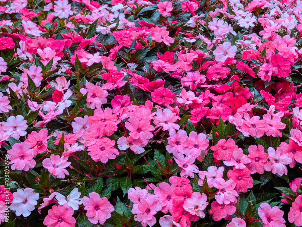 flower, plant, natural, fresh, park, autumn, colors, botany, flo flower, plant, natural, fresh, park, autumn, colors, botany, flo