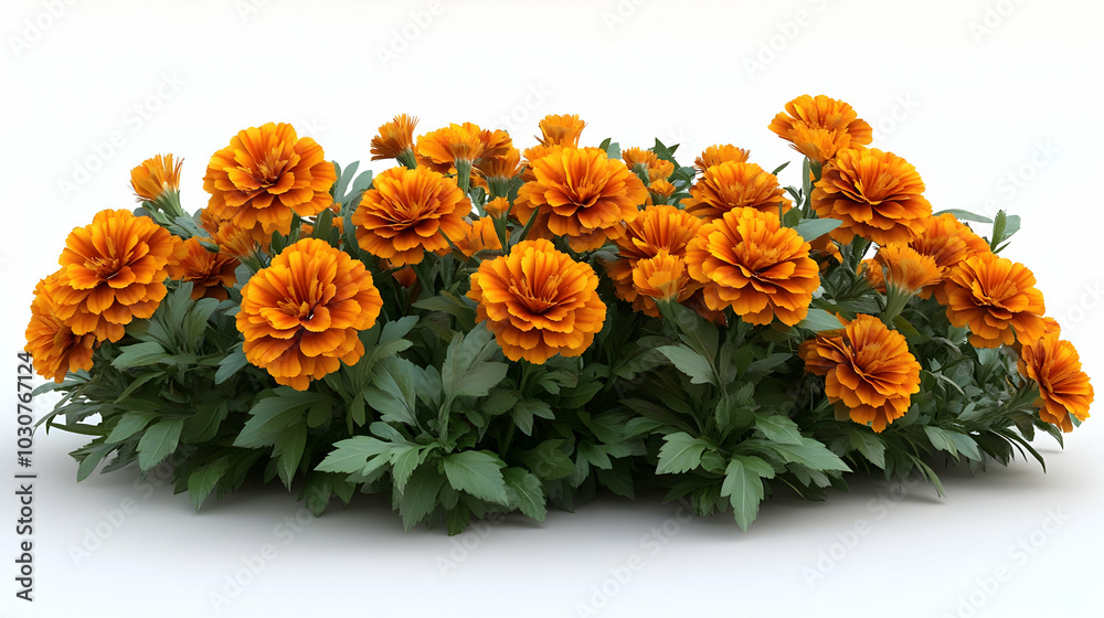 Vibrant orange marigold flowers in full bloom. Vibrant orange marigold flowers in full bloom.