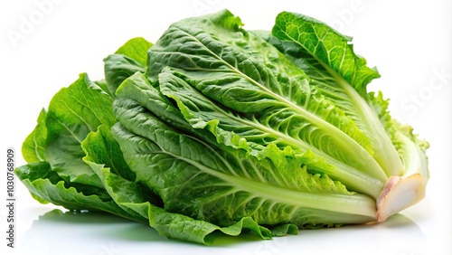 Fresh crisp romaine lettuce on white background