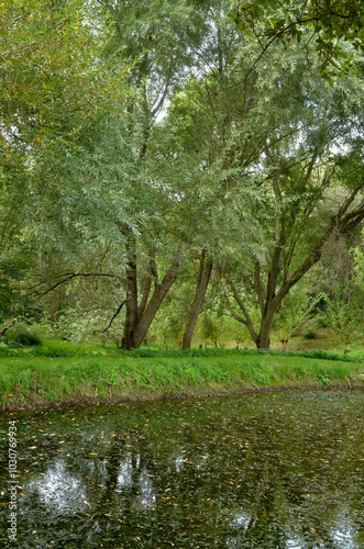 saule marsault, salix caprea, jardin La Boulaye, Le Grand Cosquet, Locmaria, Belle Ile en Mer, région Bretagne, Morbihan, 56, France photo