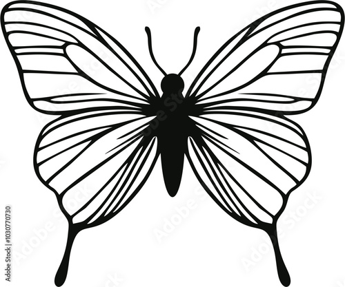 black and white butterfly