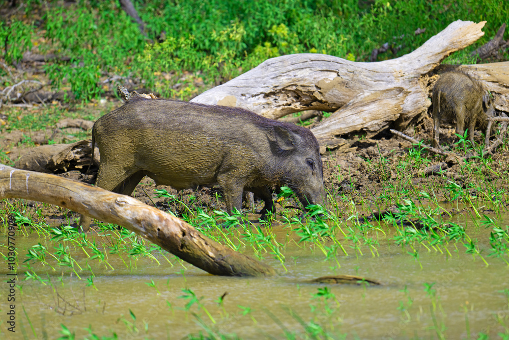 Muddy wild boar, at the waterhole. Muddy wild boar, at the waterhole.
