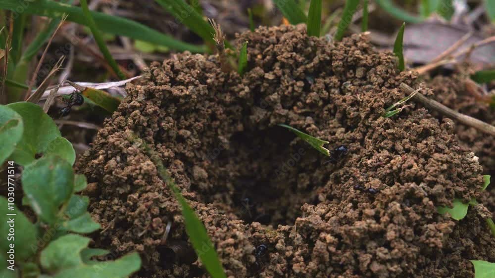 Ants building their nest, fast speed Ants building their nest, fast speed