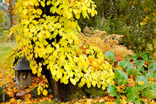 Climbing hydrangea on a stone with yellow leaves