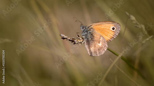 Small heath - Coenonympha pamphilus