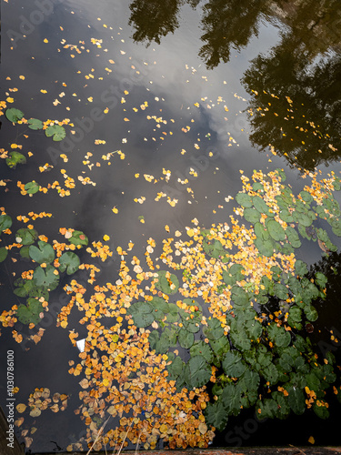 Autumn leaves float gently on a serene canal in Leiden, Netherlands, reflecting the tranquil beauty of the season. The calm water mirrors the vibrant foliage, creating a picturesque scene