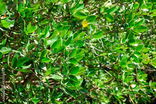 mangrove forest at Pran Buri Forest Park, Prachuap Khiri Khan, Thailand.