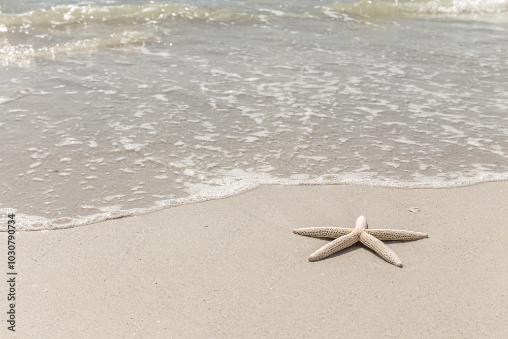 Starfish on the beach Starfish on the beach