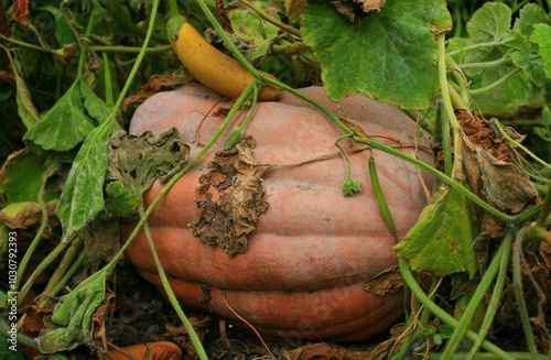 Pumpkin