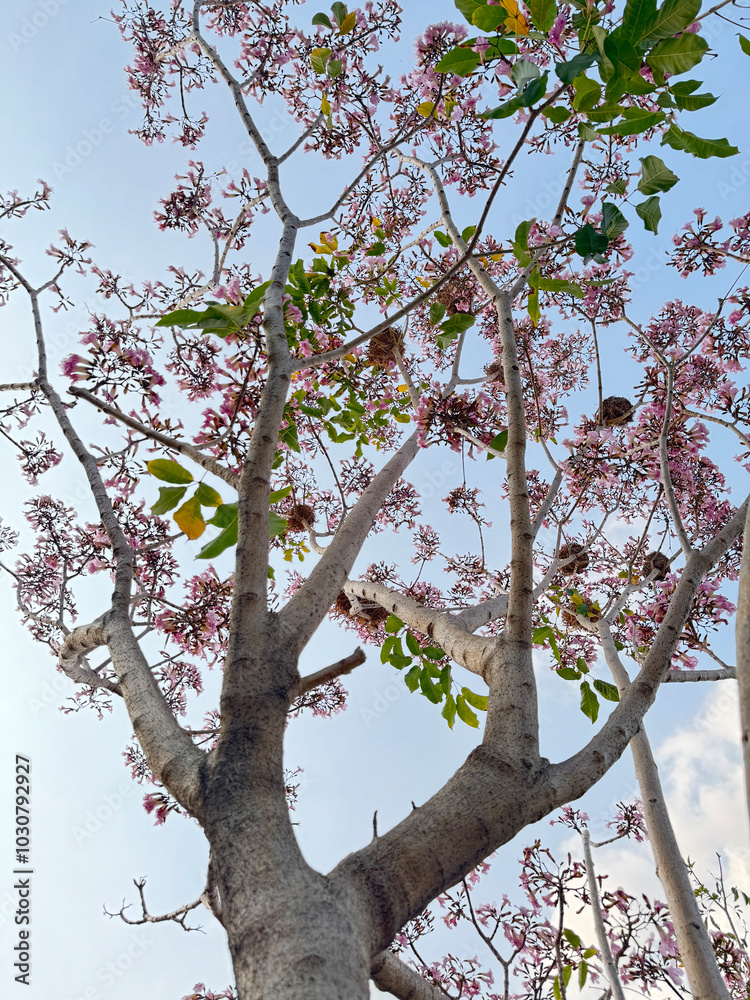 Fototapeta premium aesthetic pink tabebuia flower tree