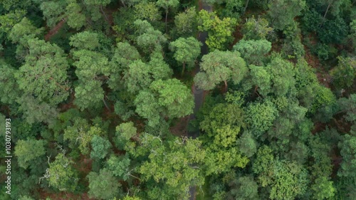 aerial top shot of a french forest at the end of the day