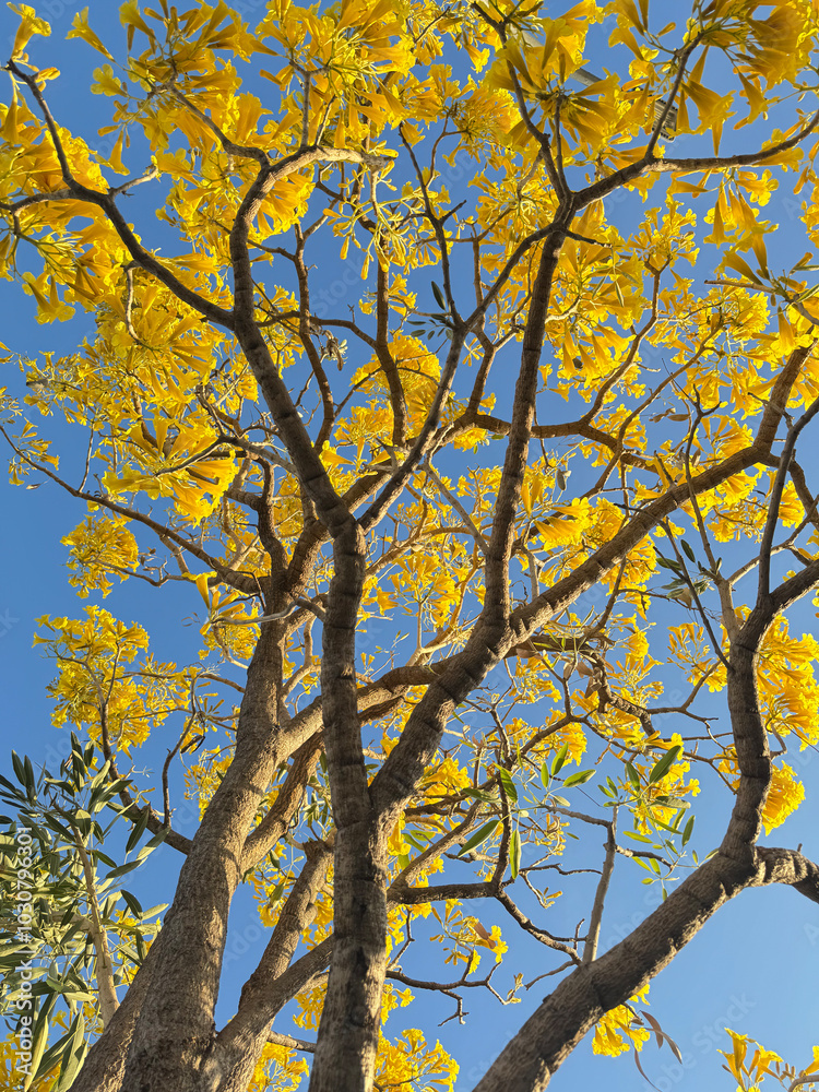 image of yellow tabebuia flower blooming image of yellow tabebuia flower blooming