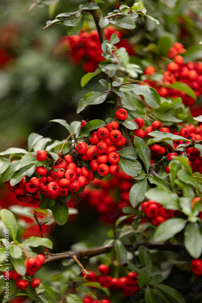 Heart of Nature: Red Berries and Green Leaves Heart of Nature: Red Berries and Green Leaves