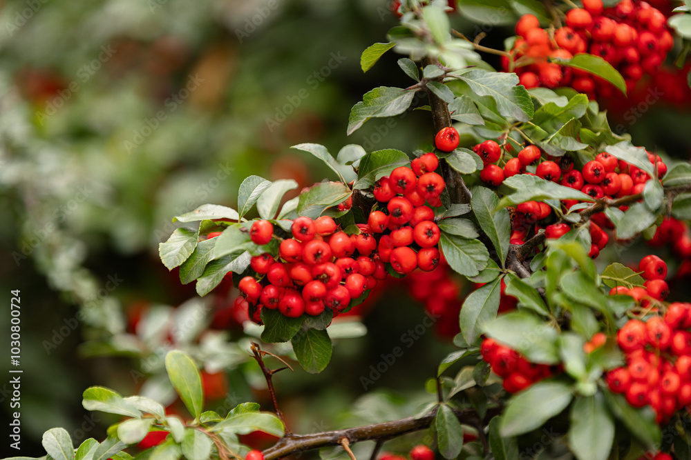 Heart of Nature: Red Berries and Green Leaves Heart of Nature: Red Berries and Green Leaves