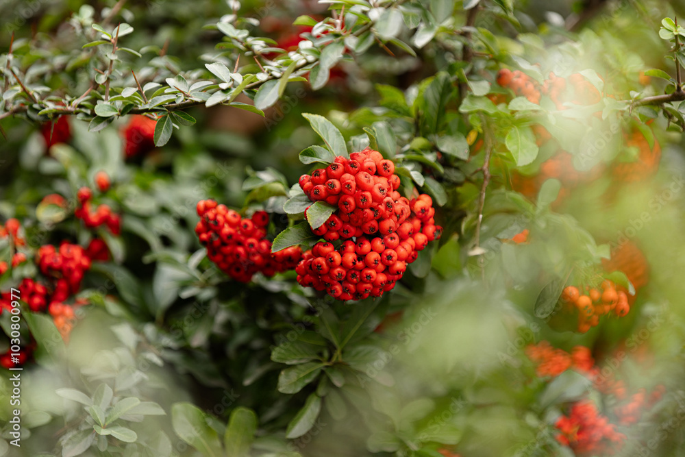 Heart of Nature: Red Berries and Green Leaves Heart of Nature: Red Berries and Green Leaves