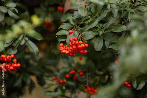 Heart of Nature: Red Berries and Green Leaves 