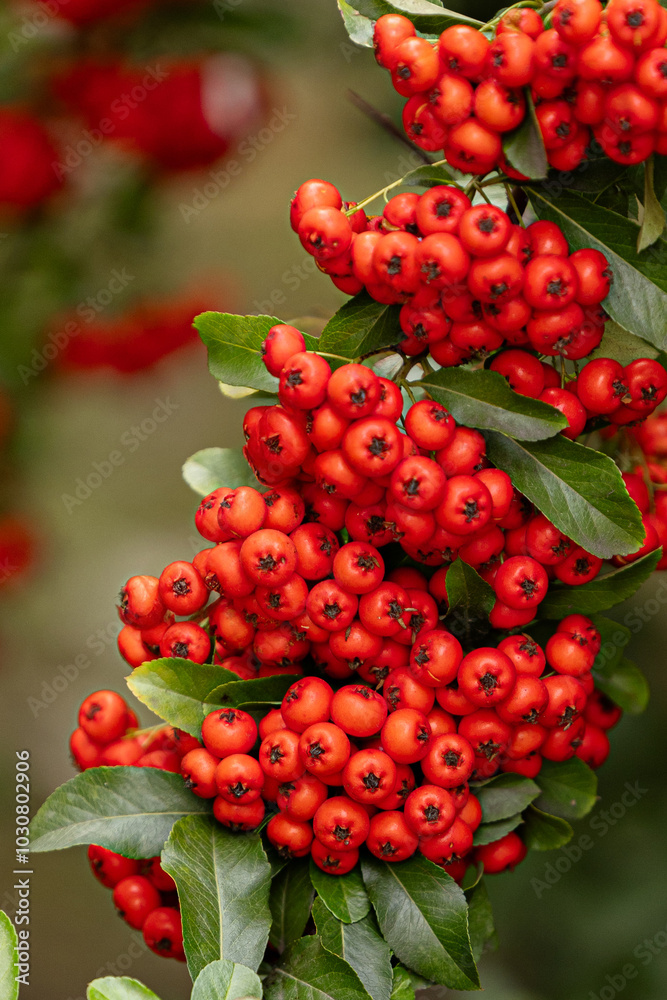 Fototapeta premium Heart of Nature: Red Berries and Green Leaves 