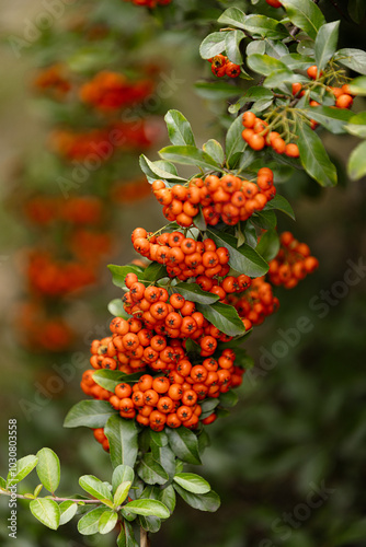 Heart of Nature: Red Berries and Green Leaves 