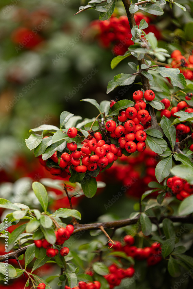Heart of Nature: Red Berries and Green Leaves Heart of Nature: Red Berries and Green Leaves