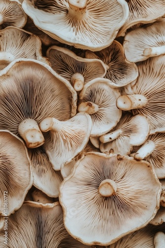 Close-up of mushrooms