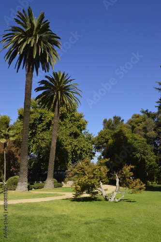 Paisagem de gramado com coqueiros