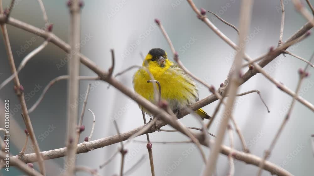 Wildlife - Birds. Eurasian siskin (Spinus spinus), open areas with bushes with low plants, steppes are their habitat. They generally feed on grass seeds and cereal grains. Wildlife - Birds. Eurasian siskin (Spinus spinus), open areas with bushes with low plants, steppes are their habitat. They generally feed on grass seeds and cereal grains.