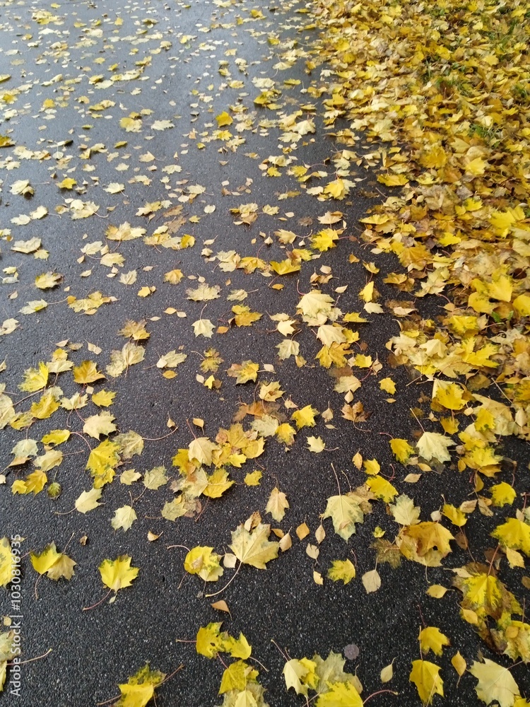Autumn trees with leaves on the background of the house. Urban autumn landscape. The city in autumn weather, Rainy autumn cityscape. Photo of the city in autumn, the yellow foliage of a tree.
