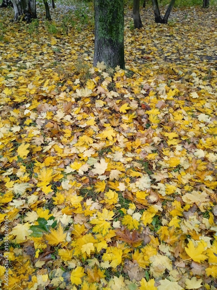 Autumn trees with leaves on the background of the house. Urban autumn landscape. The city in autumn weather, Rainy autumn cityscape. Photo of the city in autumn, the yellow foliage of a tree.
Autumn trees with leaves on the background of the house. Urban autumn landscape. The city in autumn weather, Rainy autumn cityscape. Photo of the city in autumn, the yellow foliage of a tree.