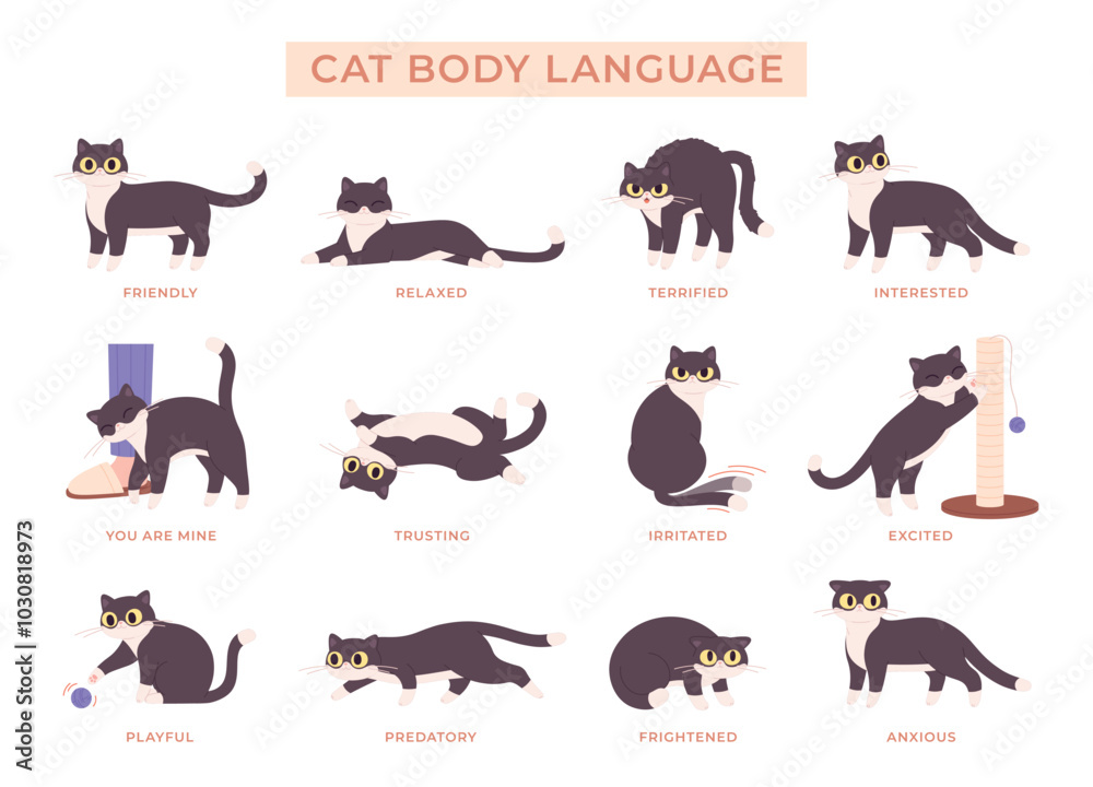 Fototapeta premium Cat language poster. Various kitten poses, pet play relaxed anxious trusting exited. Cats actions and emotions map, animal body expressions racy vector set