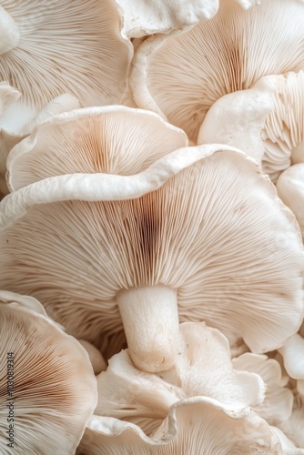 Close-up of various mushrooms