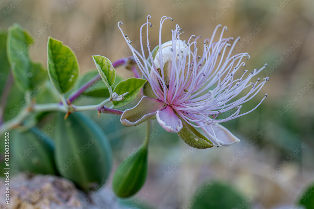 Caper or Caper is a thorny plant species from the Capparaceae family. Close-up of the caper flower.