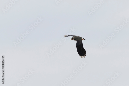 Northern Lapwing Vanellus vanellus in flight in Central France photo