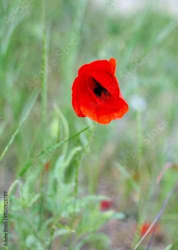 #poppy flower