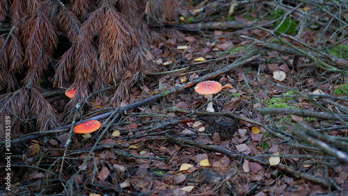 Amanita mushroom in forest. Fly agaric with red cap. Autumn forest.
