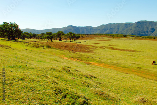 highland on Madeira