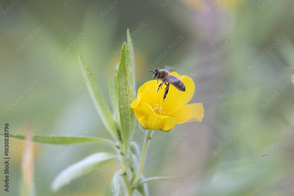 Honey bee Apis mellifera foraging on a yellow flower Honey bee Apis mellifera foraging on a yellow flower