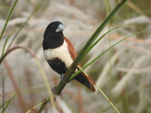 Tricoloured munia