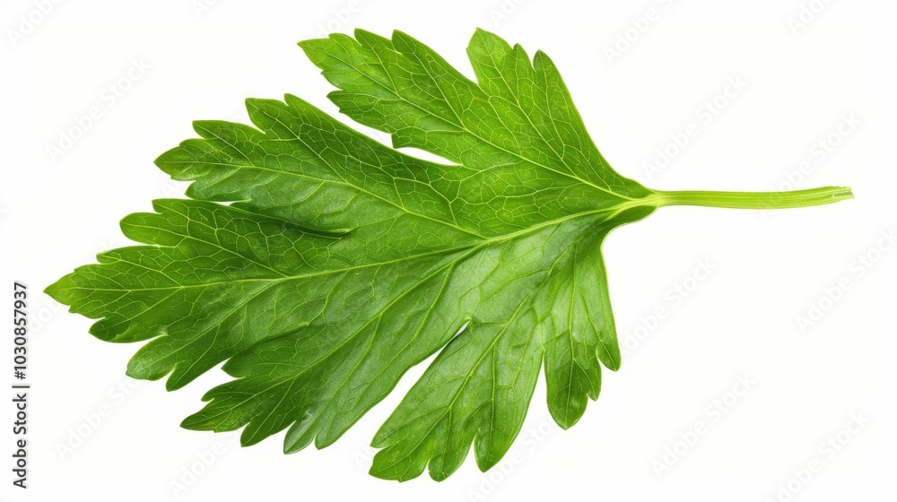 Fresh Parsley Leaf: Close Up Macro Photography Fresh Parsley Leaf: Close Up Macro Photography