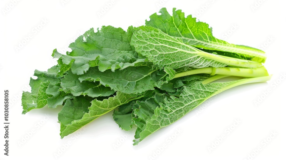 Fresh Green Leaves of a Leafy Vegetable Fresh Green Leaves of a Leafy Vegetable
