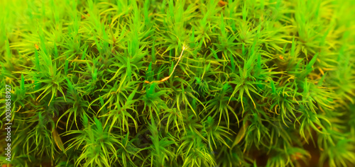 closeup green moss beautiful natural plant background