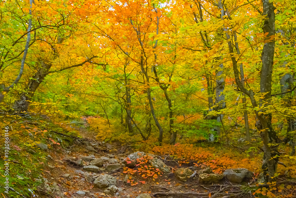red dry autumn beech forest covered by red dry leaves red dry autumn beech forest covered by red dry leaves