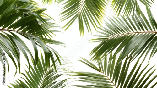 Tropical Palm Leaves on White Background - Lush Green Foliage