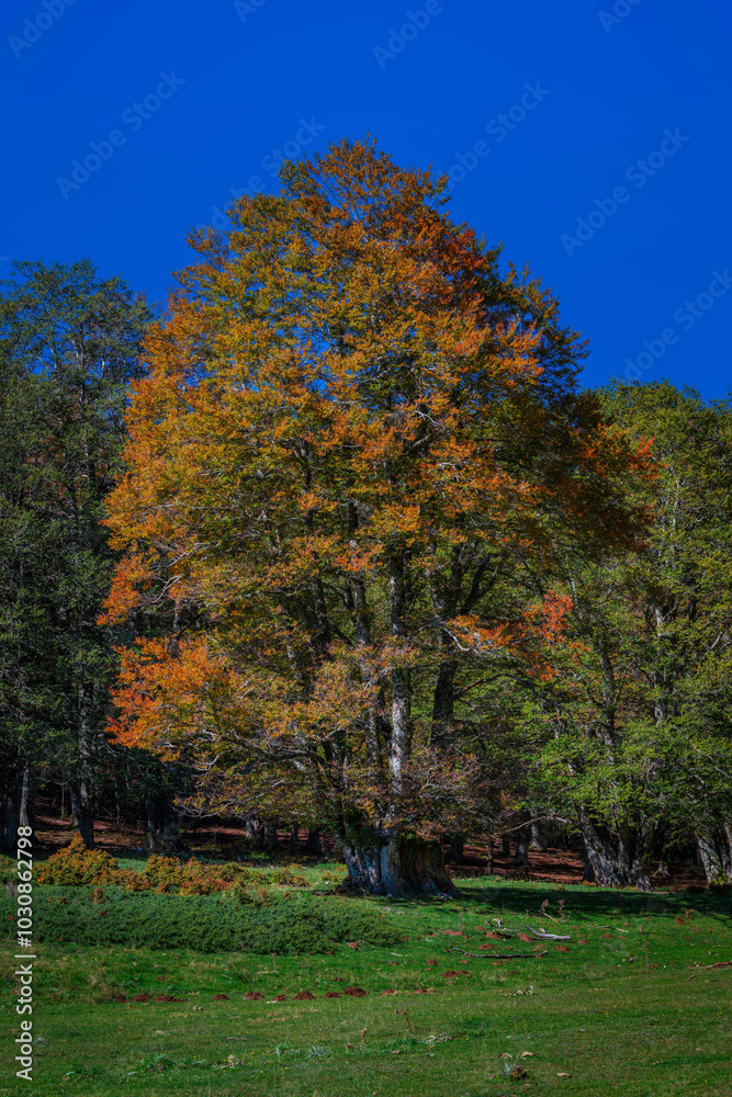 Naklejka premium Beech tree with foliage of the bright colors of autumn.
