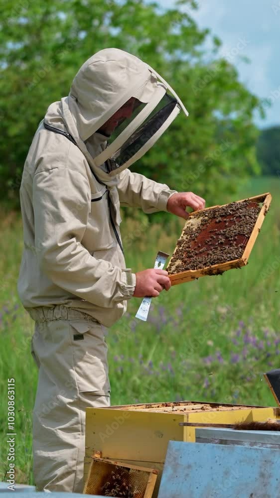 Apiarist checking the frame with dark honeycombs. Beekeeper turning the frame to the sun to check it better. Nature backdrop. Vertical video