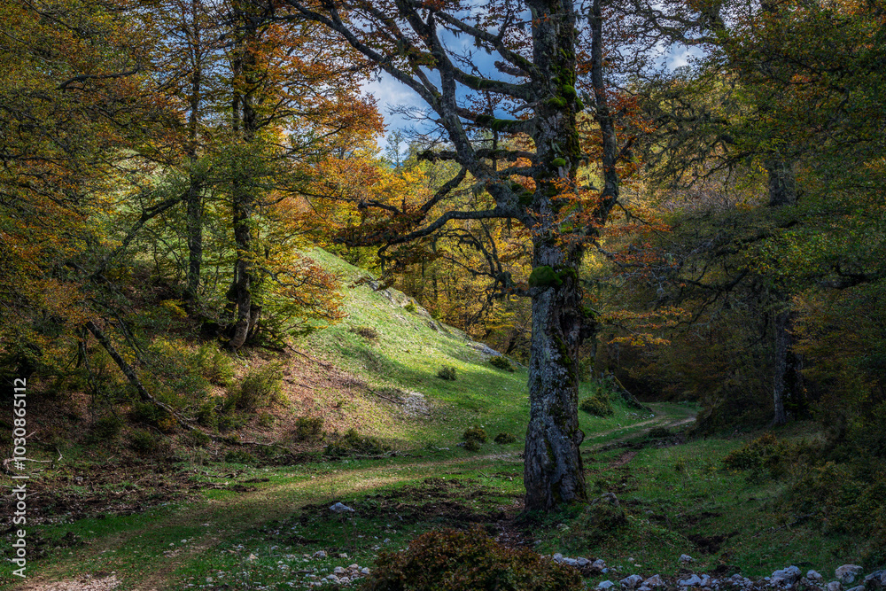 Fototapeta premium Beech tree with foliage of the bright colors of autumn.