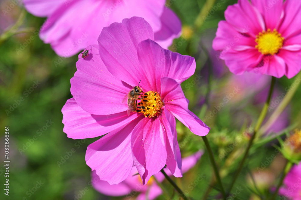 Honeybee on a pink Cosmos wild flower in a field of wildflowers, honey bee Honeybee on a pink Cosmos wild flower in a field of wildflowers, honey bee