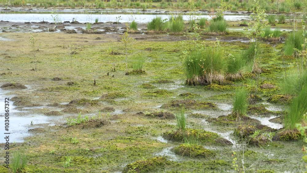 Swamp wit peat moss and cotton grass. Lithuania - 08 20 2024. Swamp wit peat moss and cotton grass. Lithuania - 08 20 2024.